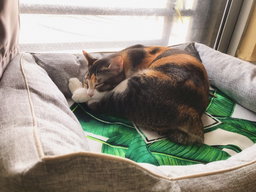 🌜Overnight Cat House Sitting