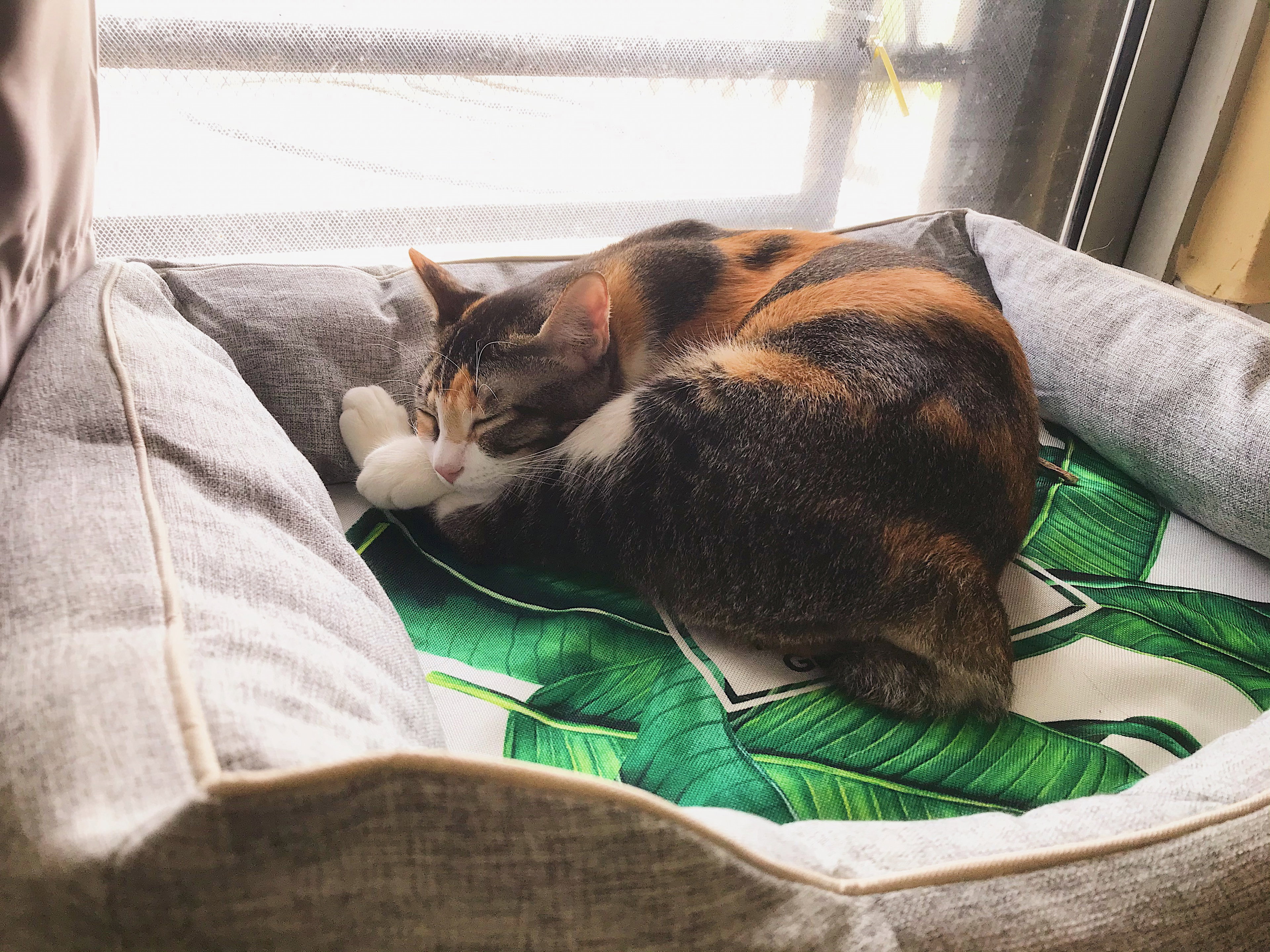 🌜Overnight Cat House Sitting_3