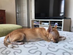 🌛Overnight Dog House Sitting 