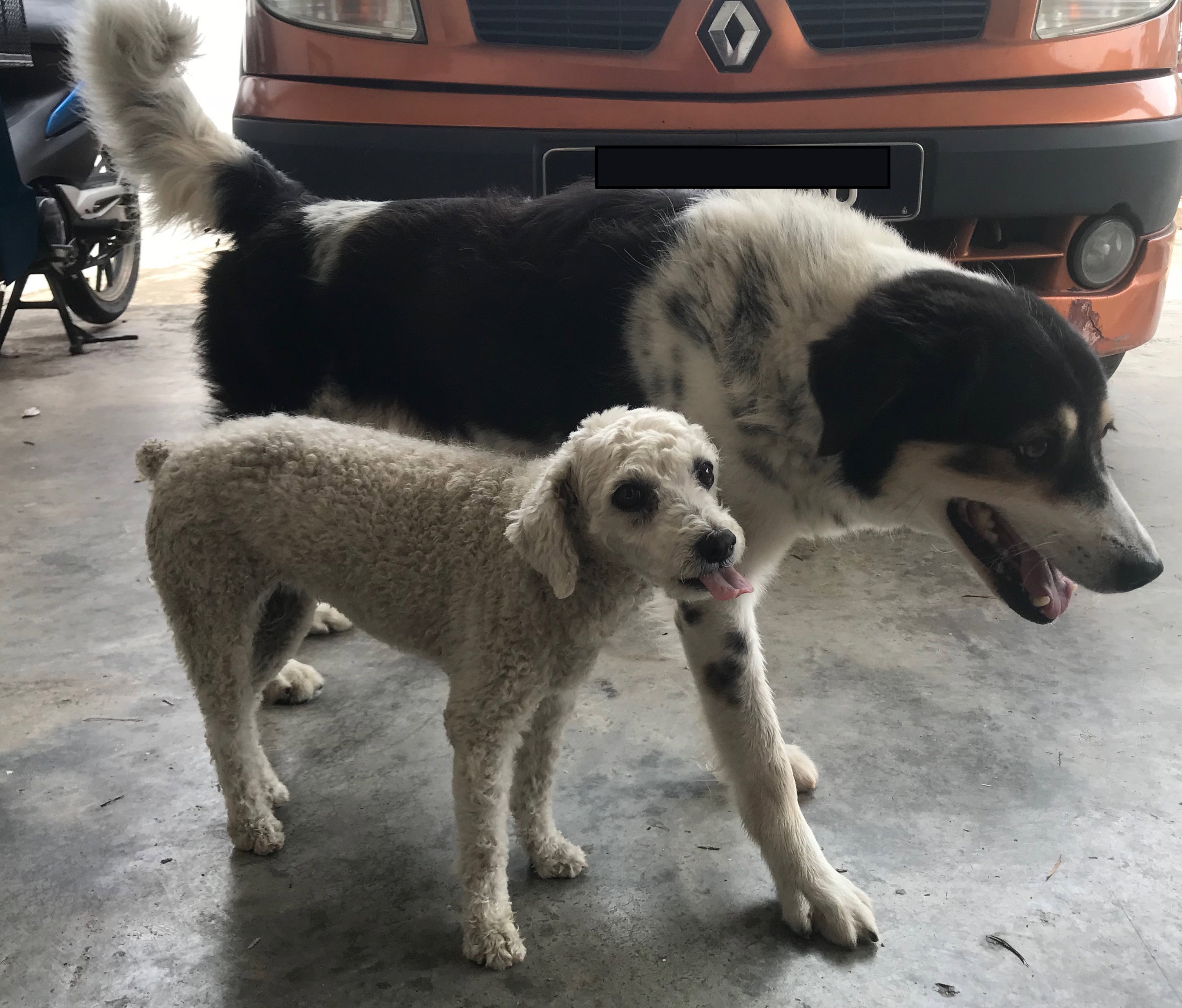 🐶 Dog Sitting _5