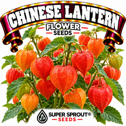Chinese Lantern x 10 seeds 