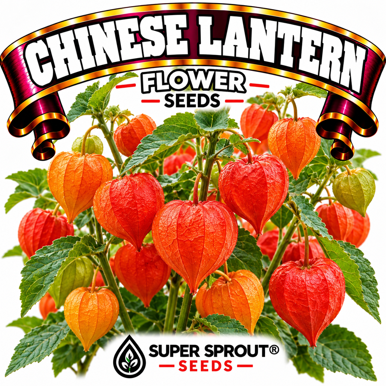 Chinese Lantern x 10 seeds 