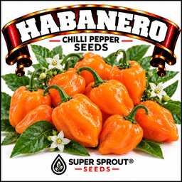 HABANERO CHILI PEPPER x 10 seeds