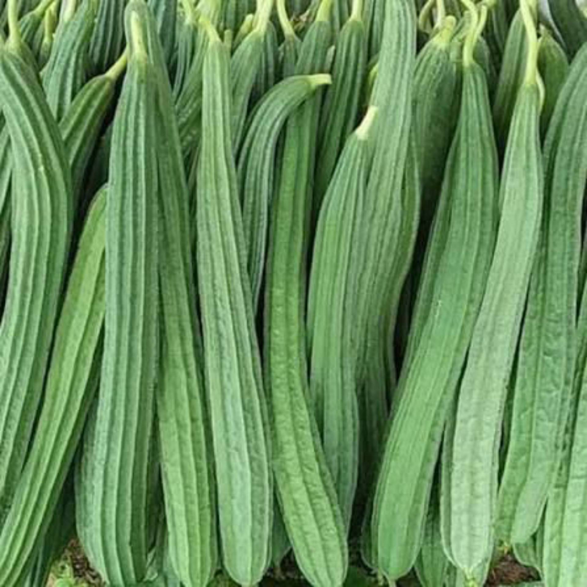 Ridge Gourd (பீர்க்கங்காய்)_0