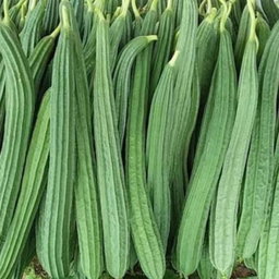 Ridge Gourd (பீர்க்கங்காய்)