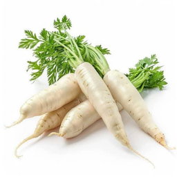 Radish (White) (முள்ளங்கி)