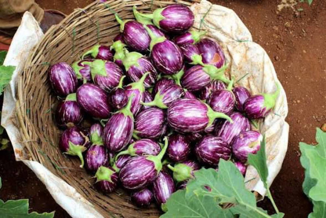 Brinjal (கத்திரிக்காய்)