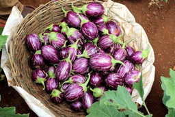 Brinjal (கத்திரிக்காய்)
