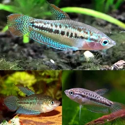 Sparkling gourami (Trichopsis pumila)
