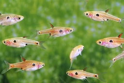 Strawberry Rasbora (Boraras naevus)