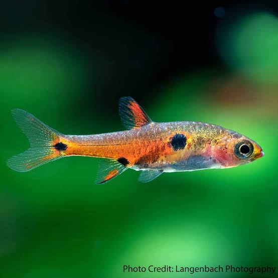 Strawberry Rasbora (Boraras naevus)
