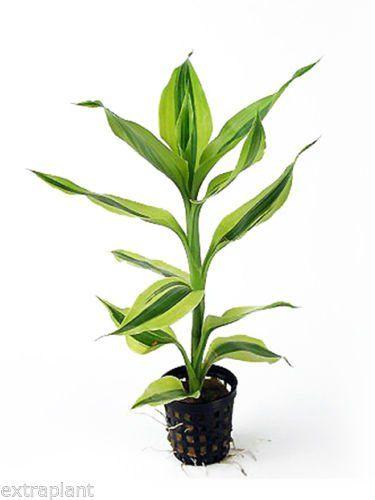 Dracaena sanderiana (Lucky Bamboo)