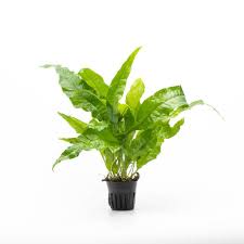 Java Fern Broad Leaf (Microsorum pteropus)