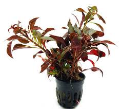 517 - Alternanthera sessilis