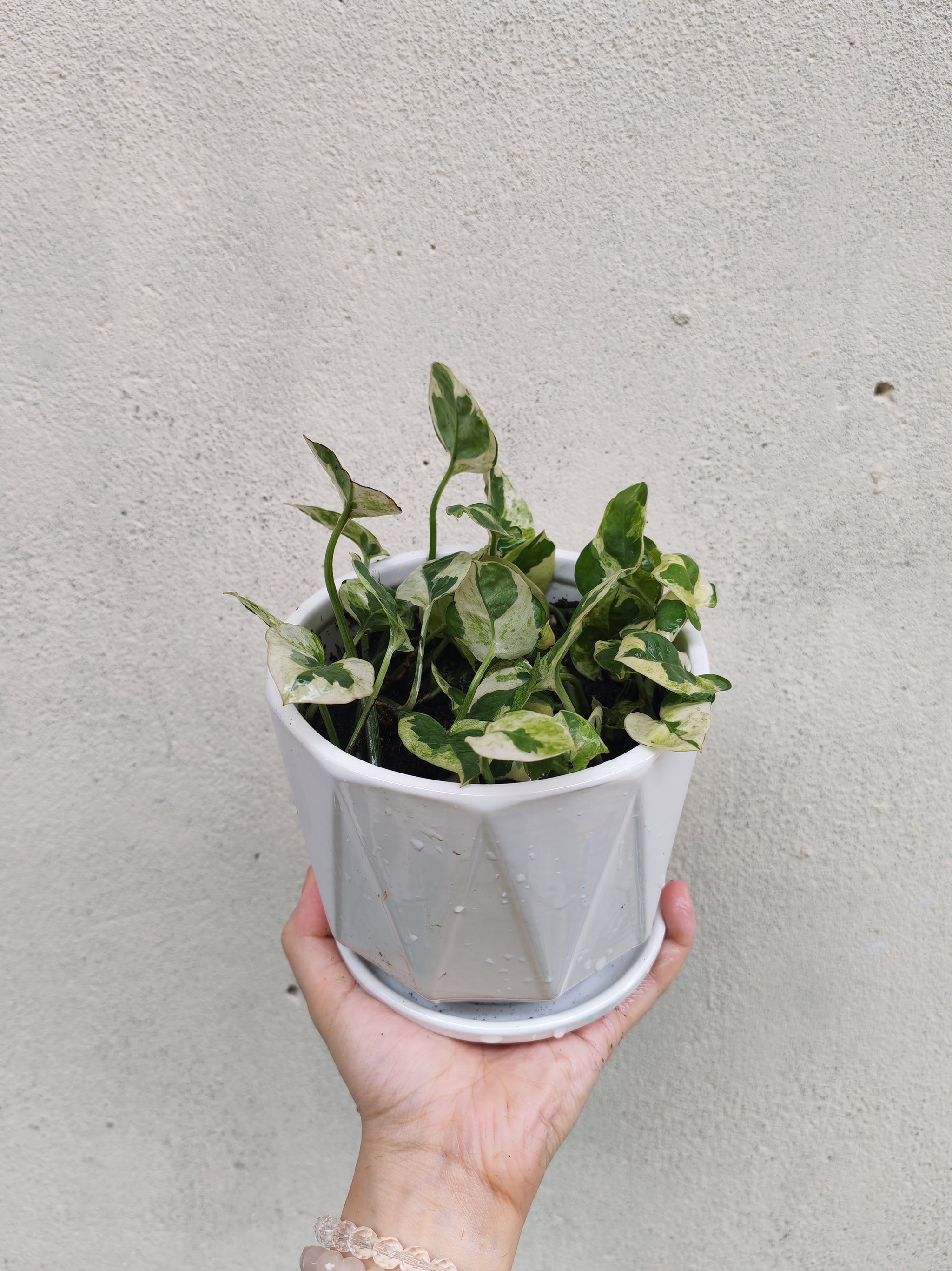 🌿 白金葛 Marble Queen Pothos_0