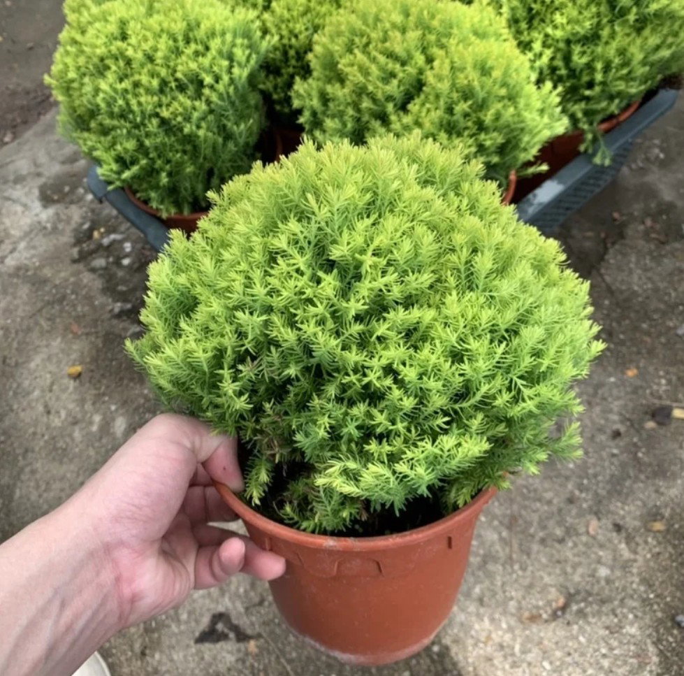 🍀 招财金圆松 Lucky Gold Pine_0