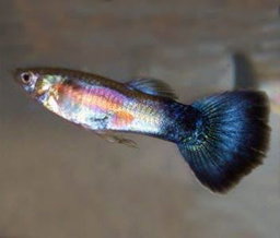 Purple Queen Guppy (Poecilia reticulata)