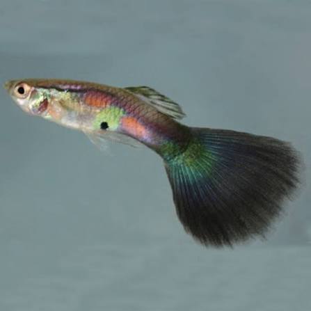 Purple Queen Guppy (Poecilia reticulata)_1