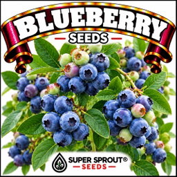 Berry seed combo pack x 8 packs 10-15 seeds per pack 