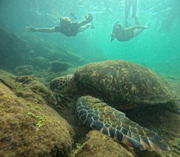 Tuneles de snorkel en Isabela