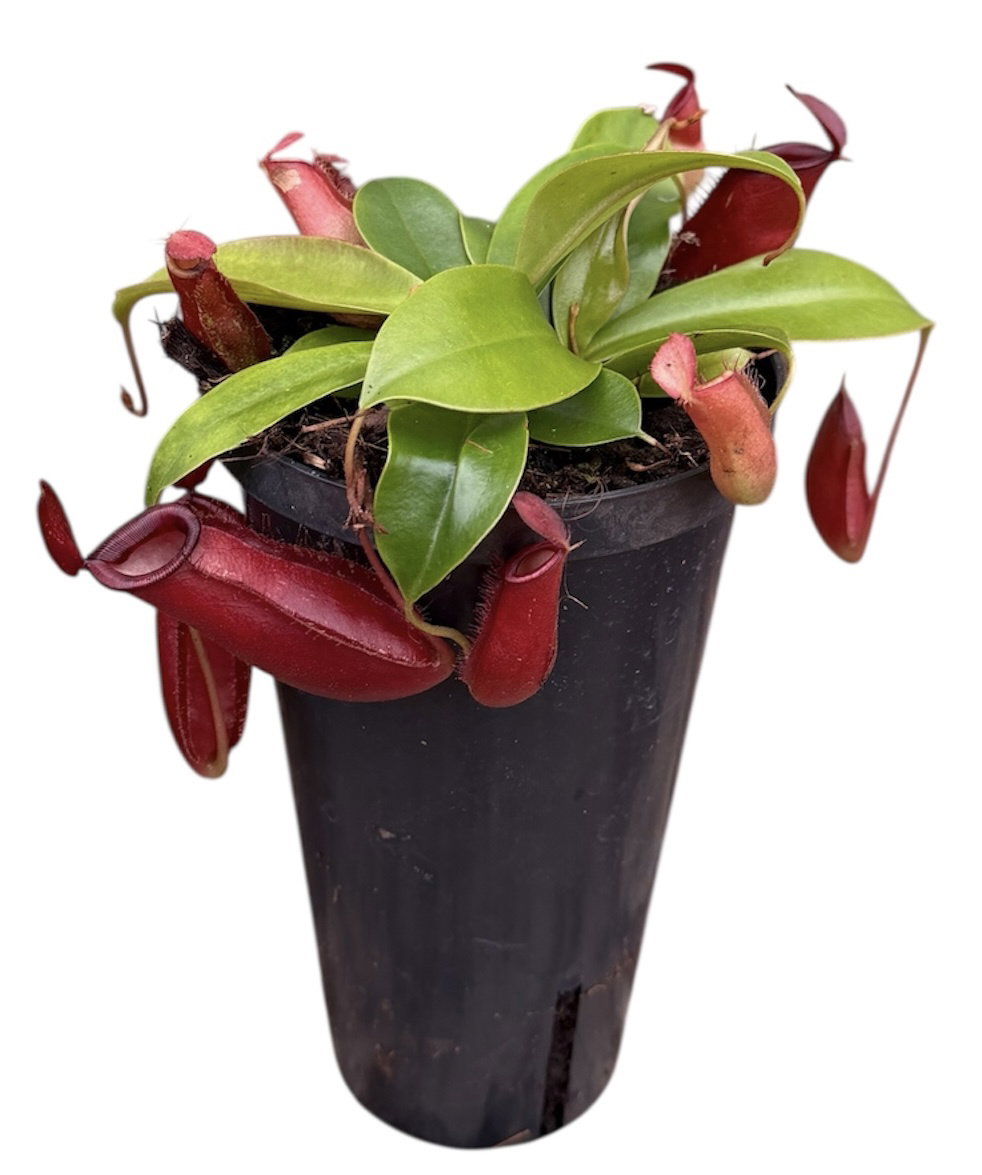 Nepenthes _0