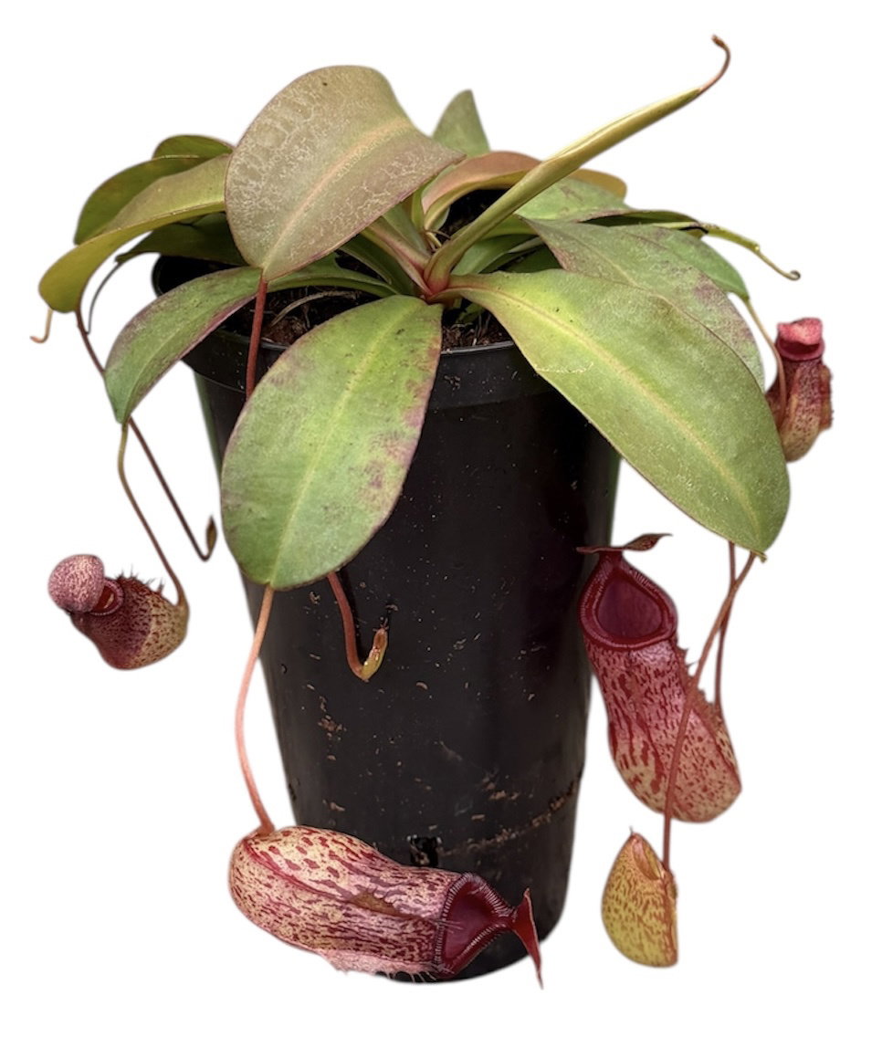 Nepenthes _1