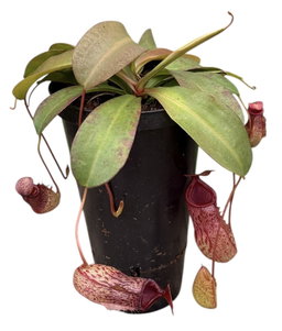 Nepenthes 