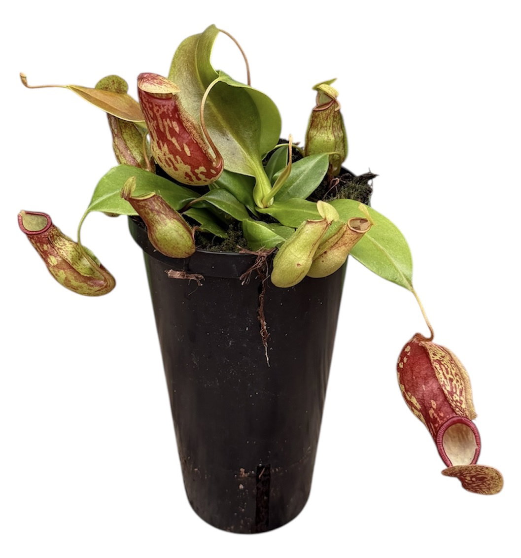 Nepenthes _2