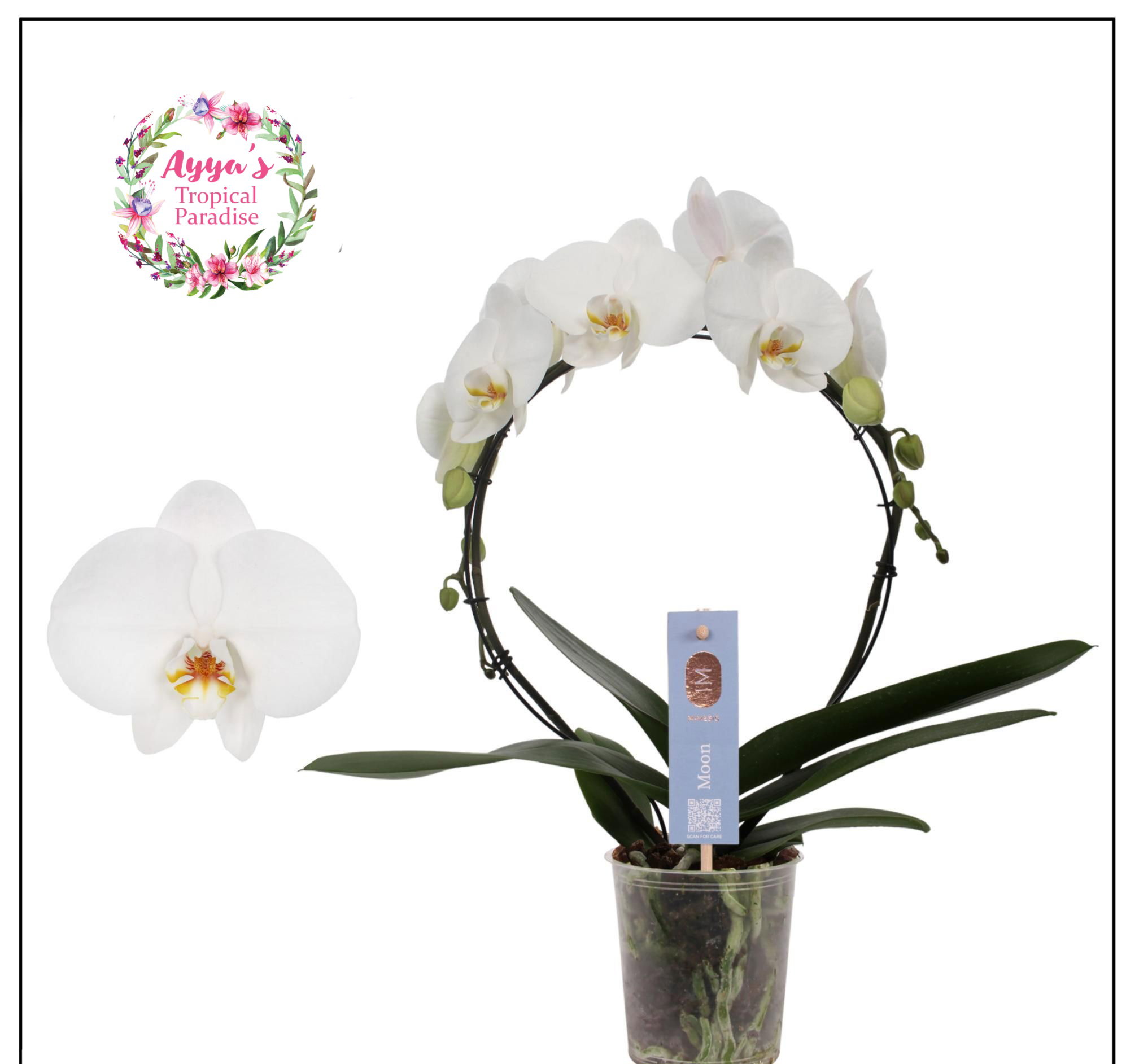 Phal Orchid Hoop_0