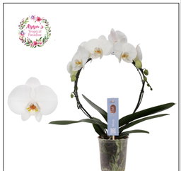 Phal Orchid Hoop