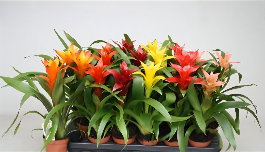 Guzmania 