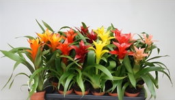 Guzmania 