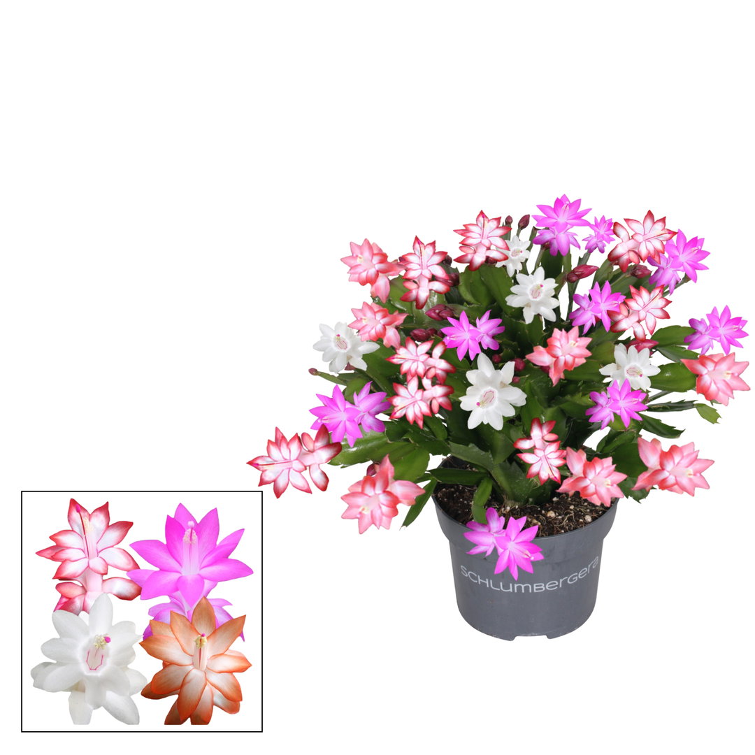 Christmas Cactus