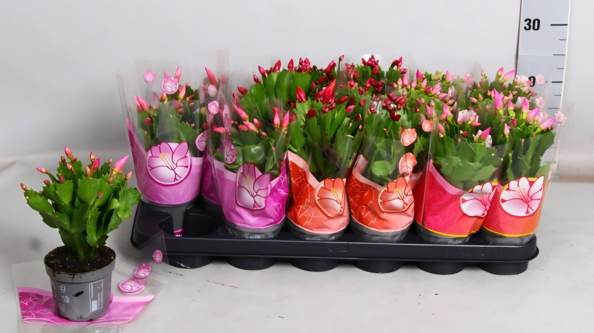 Christmas Cactus_1