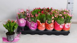 Christmas Cactus
