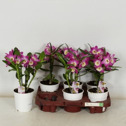 Dendrobium Nobile 