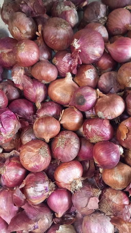 Onion kg