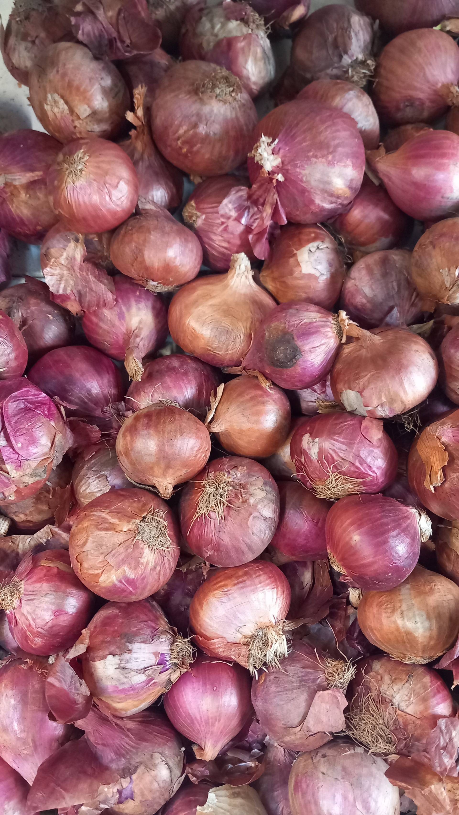 Onion kg
