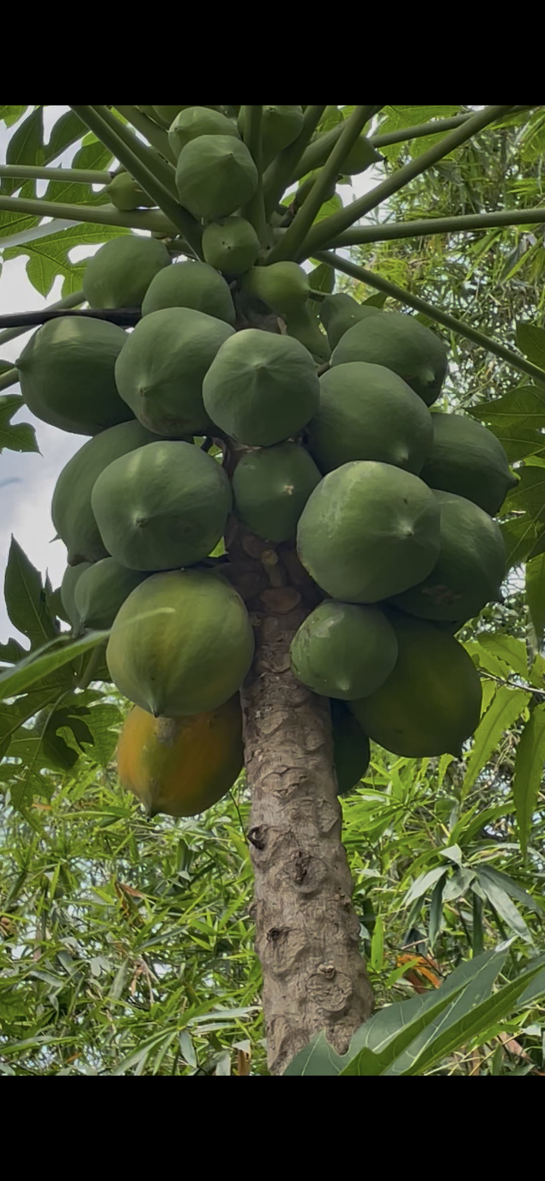Papaye