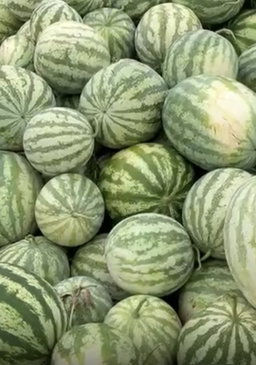 Pastèque