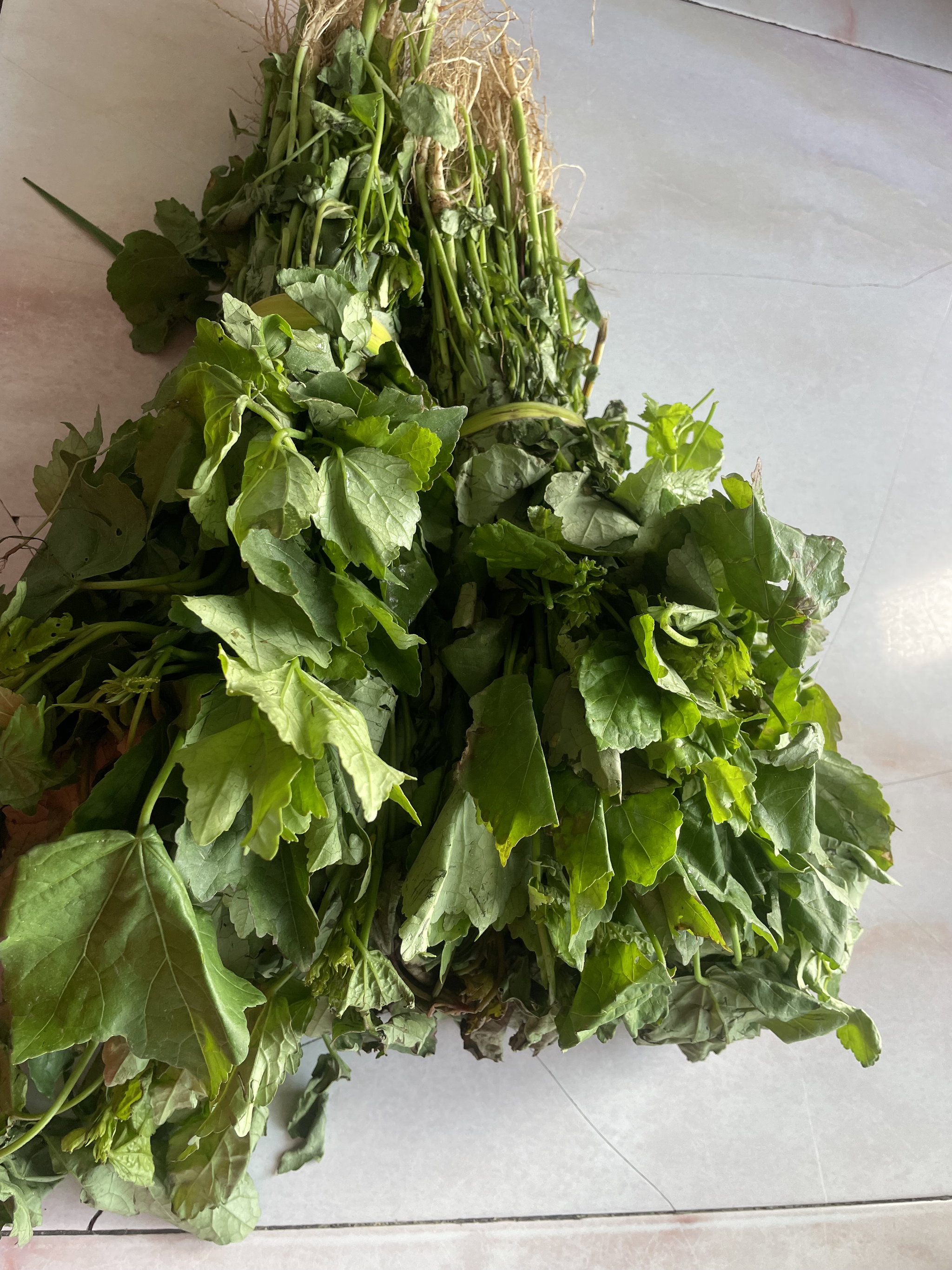 Ngai ngai_1