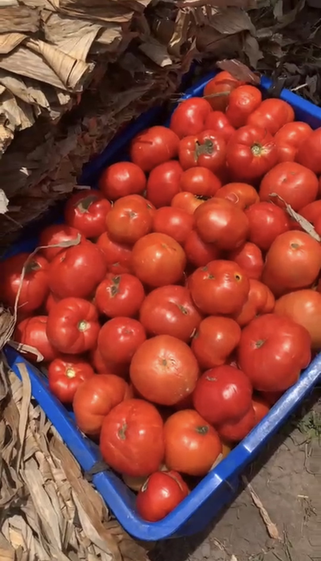 Tomates