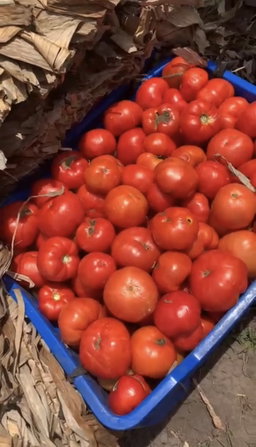 Tomates