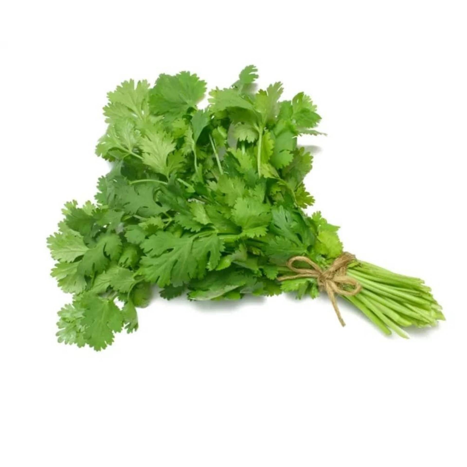Coriander கொத்தமல்லி