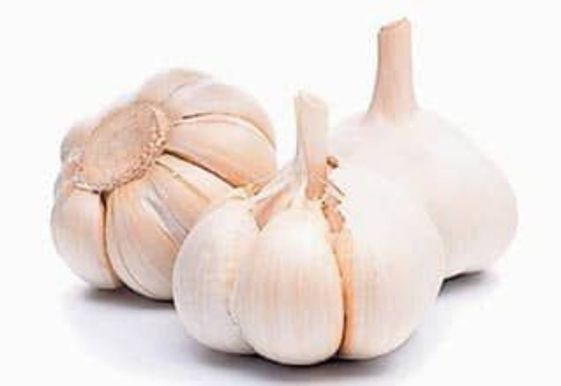 Garlic பூண்டு