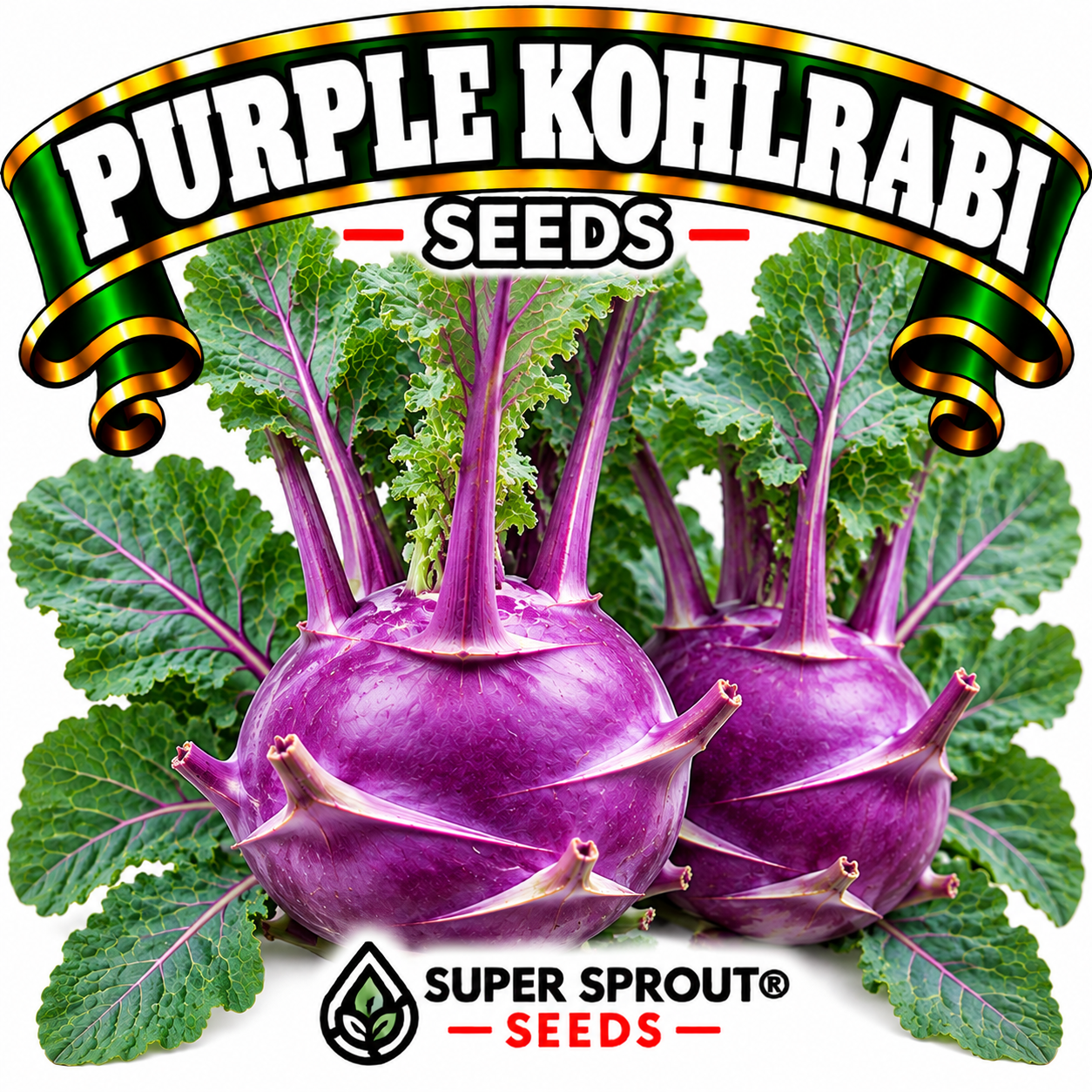 PURPLE KOHLRABI x 50+ organic seeds