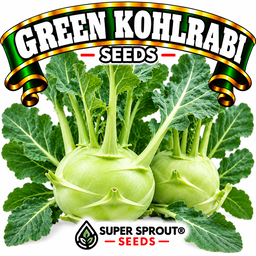 🌱KOHLRABI WHITE 🌱 x 15+ seeds