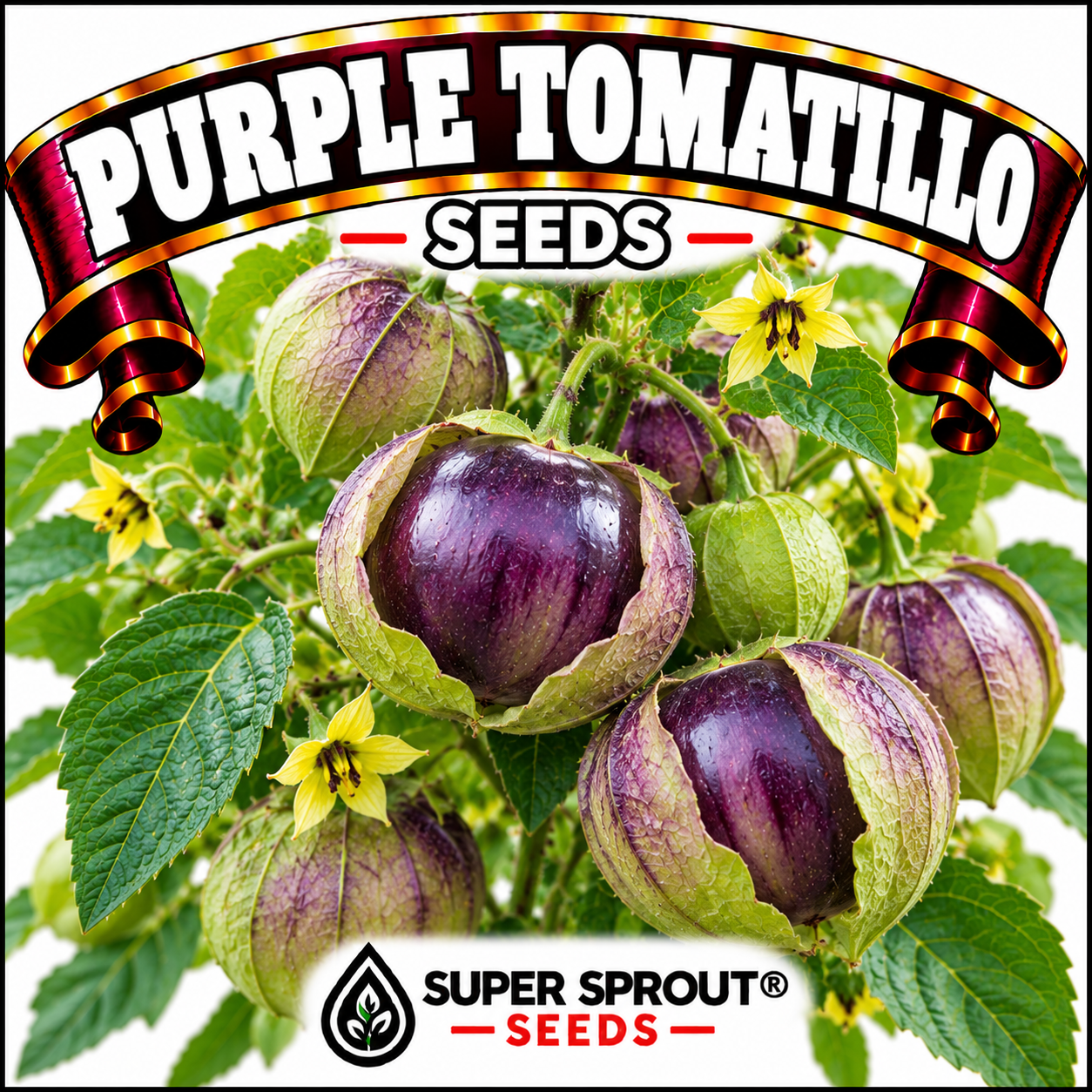 PURPLE TOMATILLO x 50+ seeds