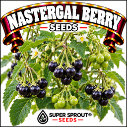 🍒NASTERGAL/AFRICAN NIGHTSHADE 🍒 x 20+ seeds