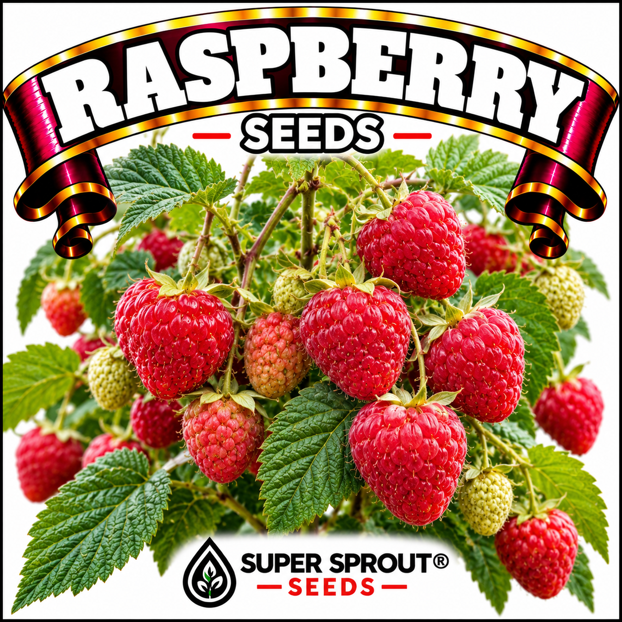 Raspberry x 15 seeds